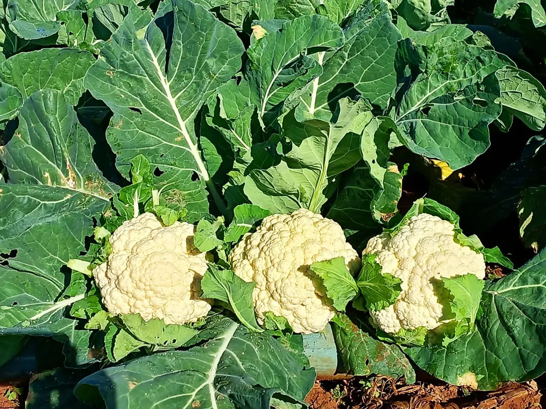 Couve-flor em campo, com cabeças formadas