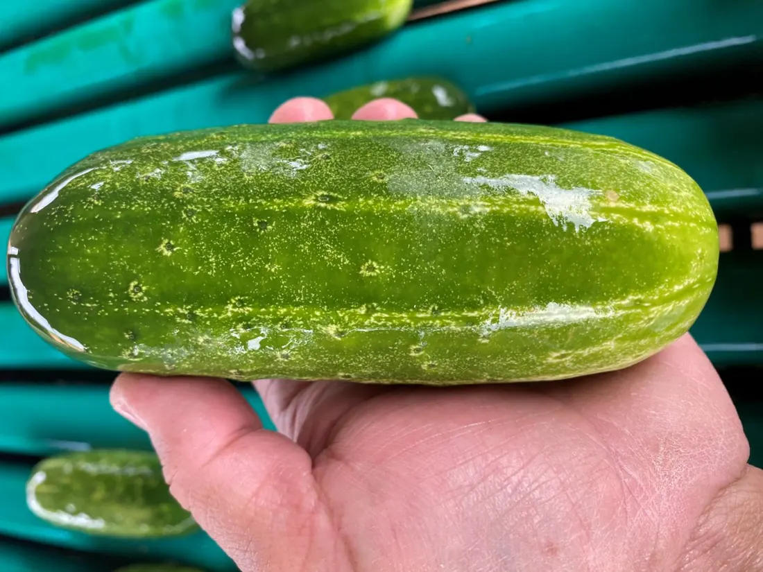 Pepino na mão, com casca verde brilhante