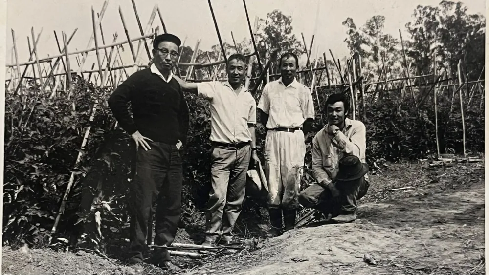 Quatro homens posando entre fileiras de tomate tutorado